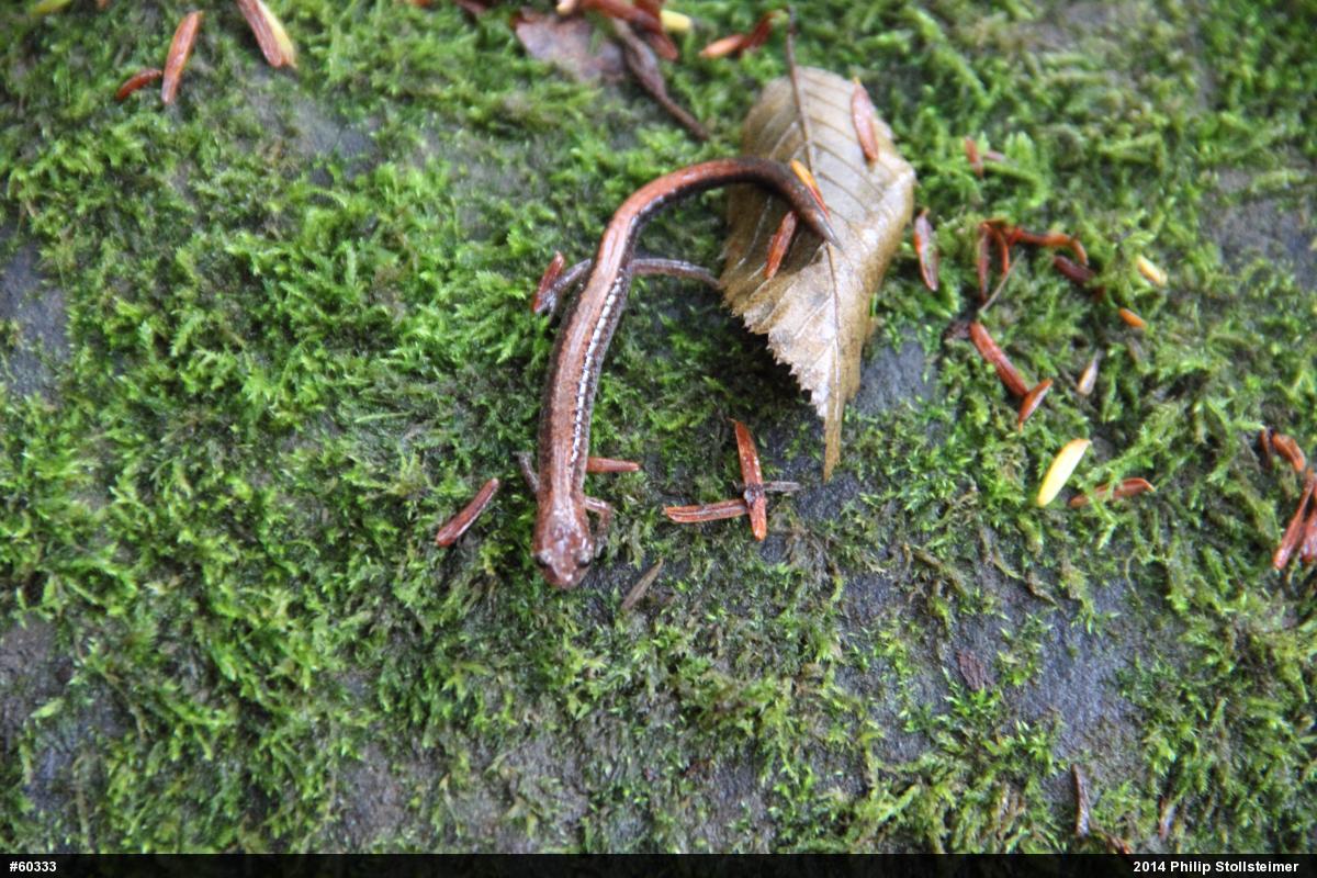 Eastern Red-backed  Salamander