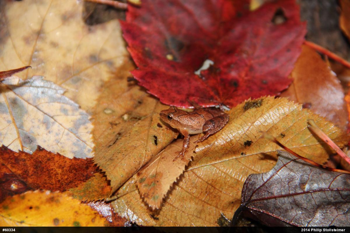 Spring Peeper