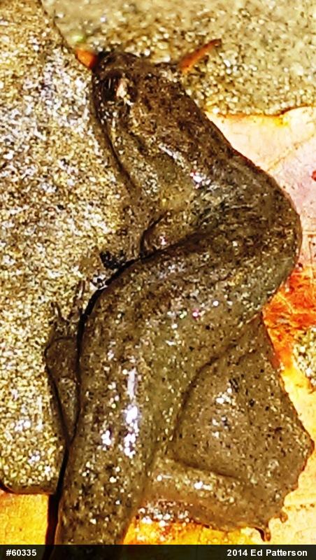 Northern Dusky Salamander