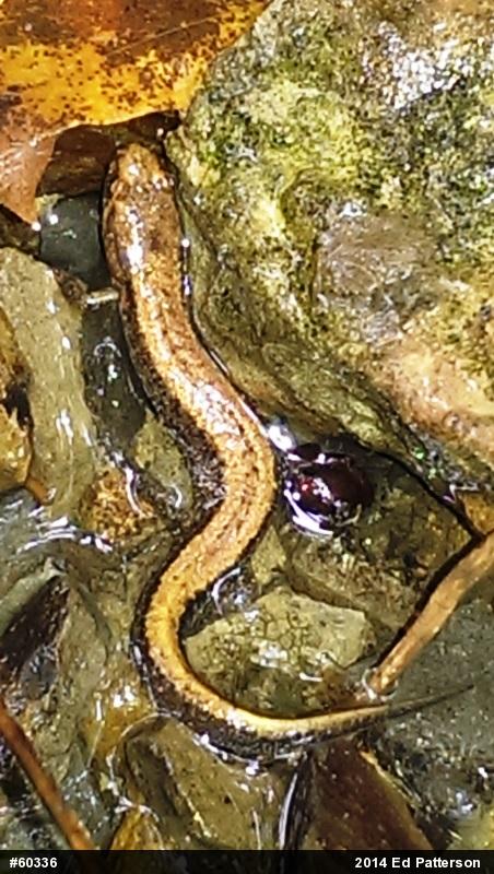 Allegheny Mountain Dusky Salamander