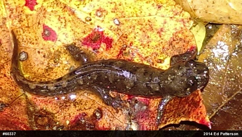 Seal Salamander