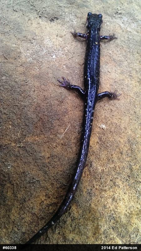 Northern Slimy Salamander