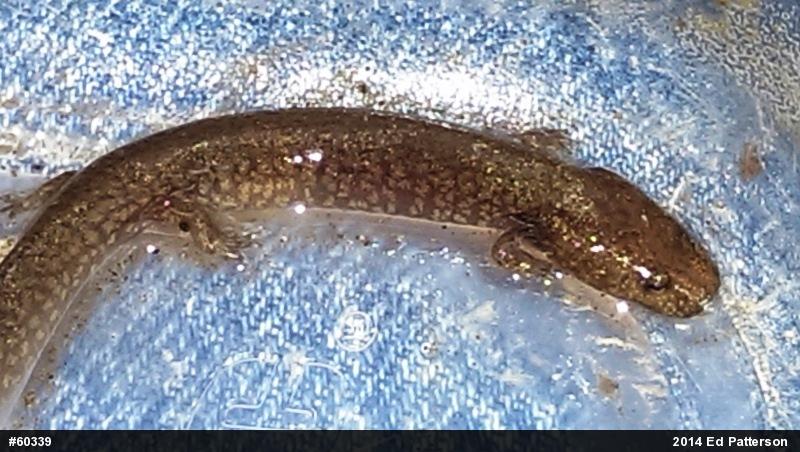 Northern Spring Salamander