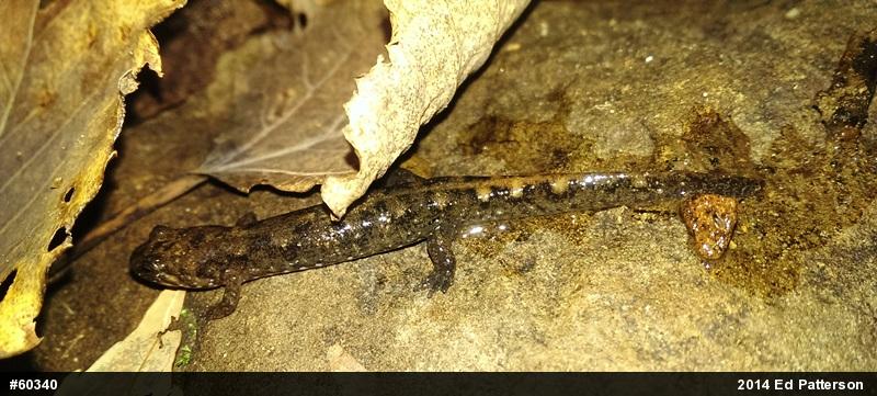 Seal Salamander