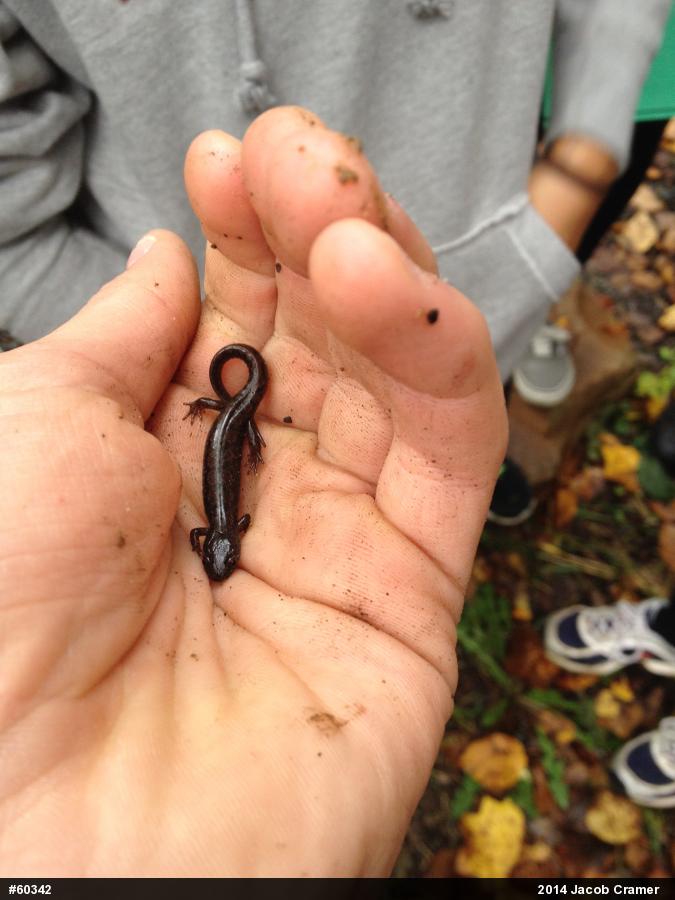 Northern Dusky Salamander