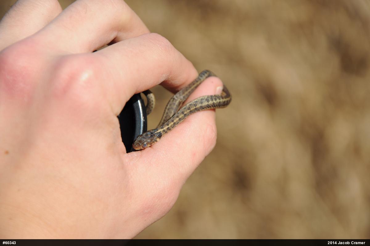Eastern Gartersnake