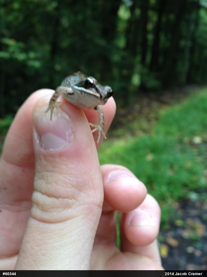 Wood Frog