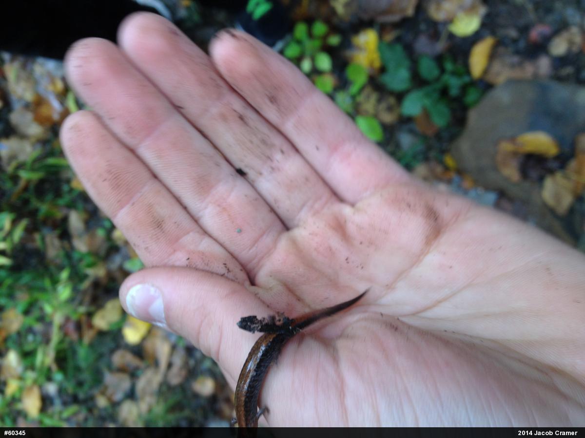 Eastern Red-backed  Salamander