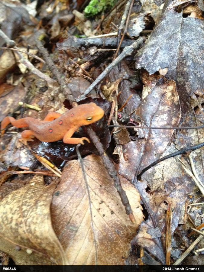 Red-spotted Newt