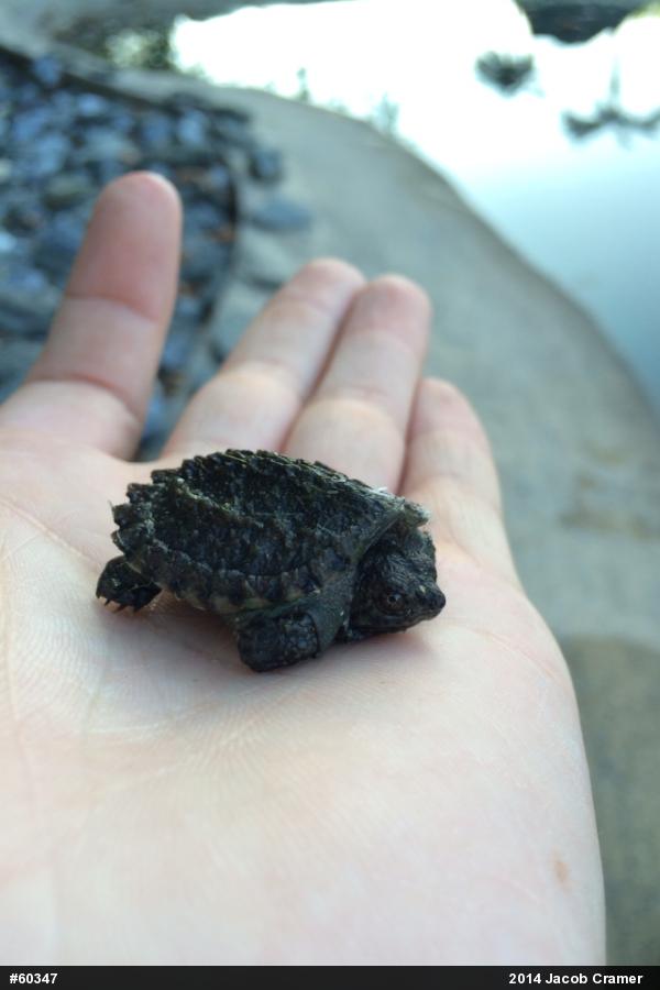 Snapping Turtle