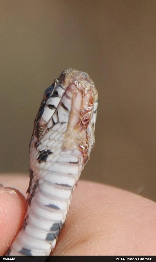 Eastern Milksnake