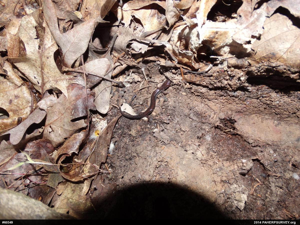 Eastern Red-backed  Salamander