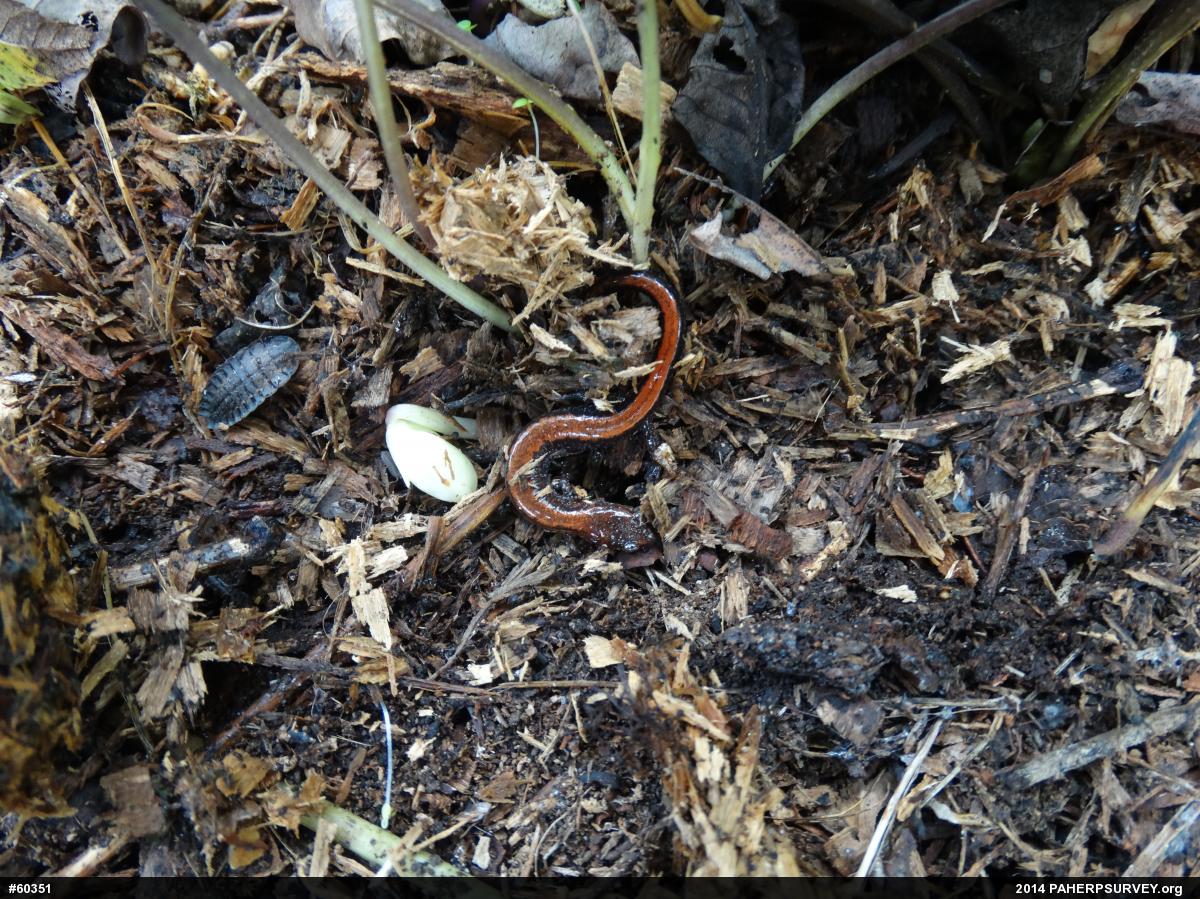 Eastern Red-backed  Salamander