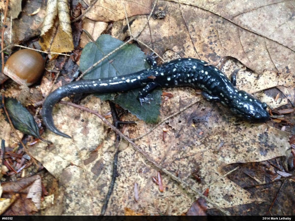 Northern Slimy Salamander