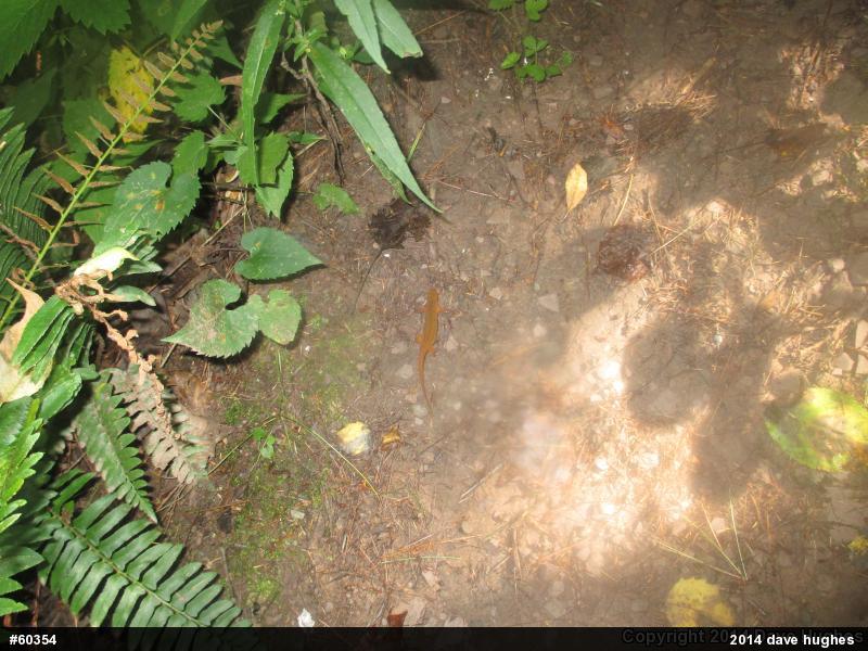Red-spotted Newt