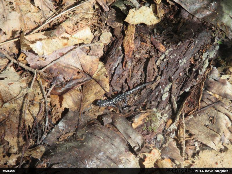 Northern Slimy Salamander