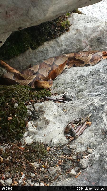 Northern Copperhead