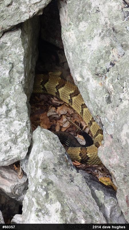 Timber Rattlesnake