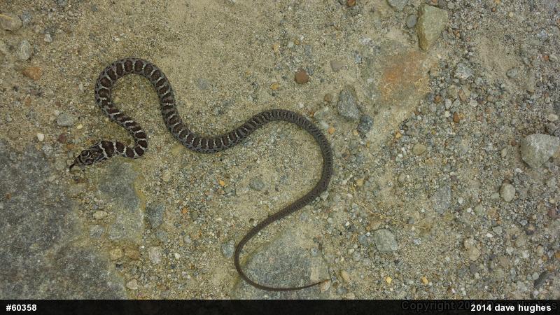 Northern Black Racer