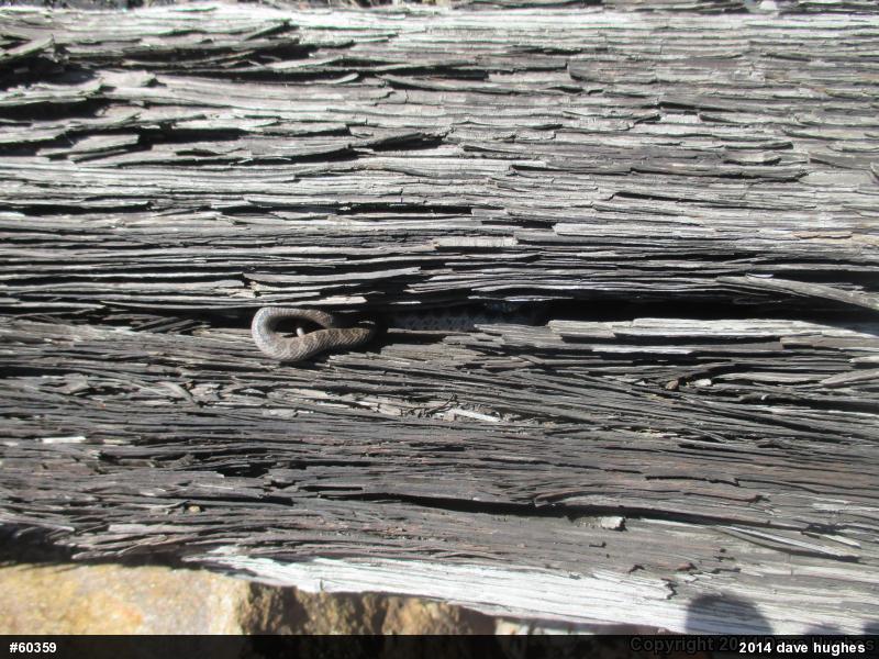 Northern Black Racer
