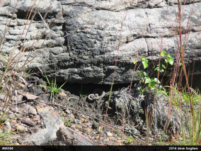 Timber Rattlesnake