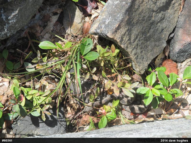 Timber Rattlesnake