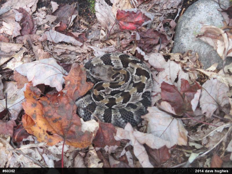 Timber Rattlesnake