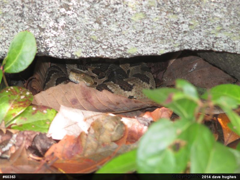 Timber Rattlesnake
