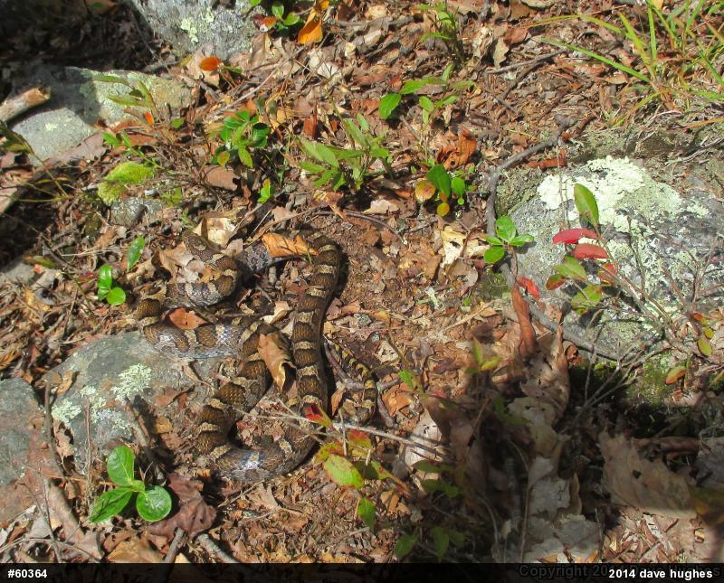 Eastern Milksnake