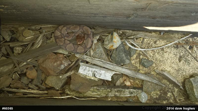 Northern Copperhead