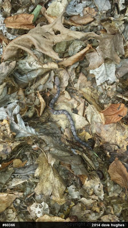 Northern Copperhead
