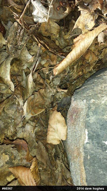 Northern Copperhead