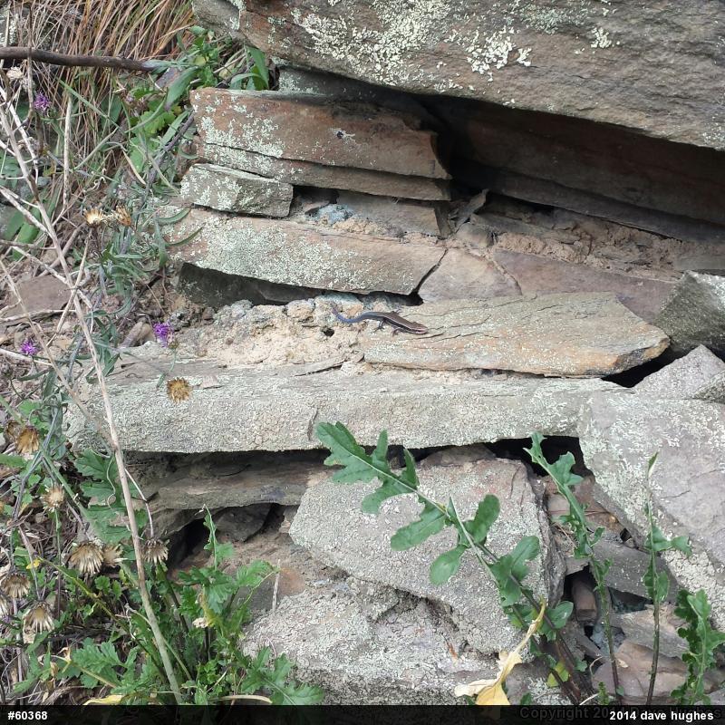 Northern Coal Skink