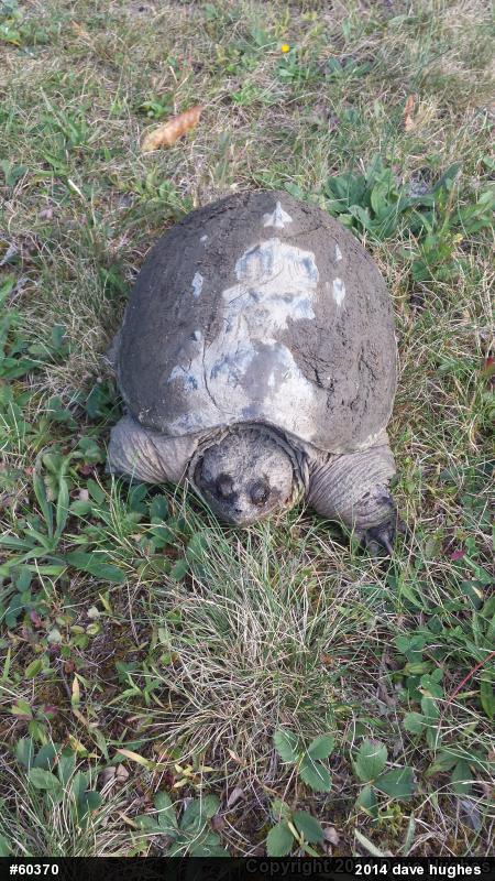 Snapping Turtle