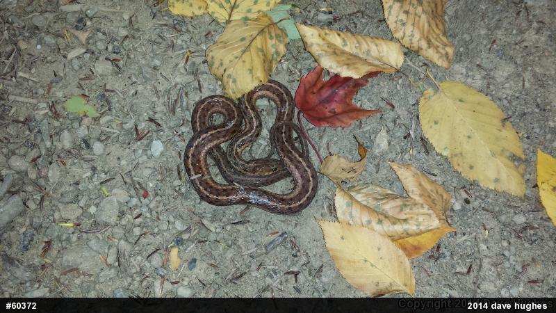 Eastern Gartersnake