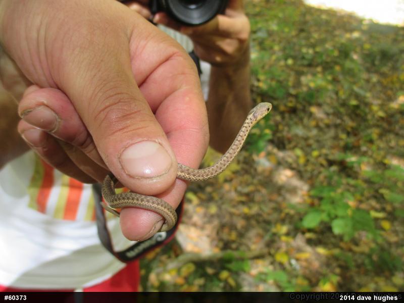 Eastern Gartersnake