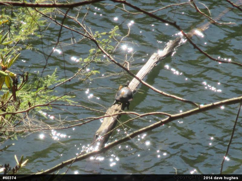 Painted Turtle