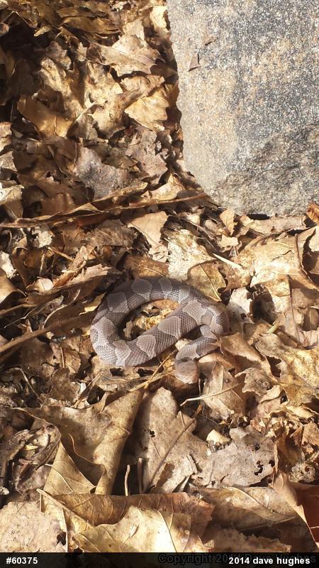 Northern Copperhead