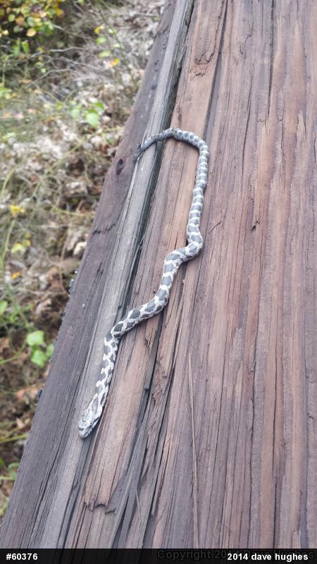 Eastern Ratsnake