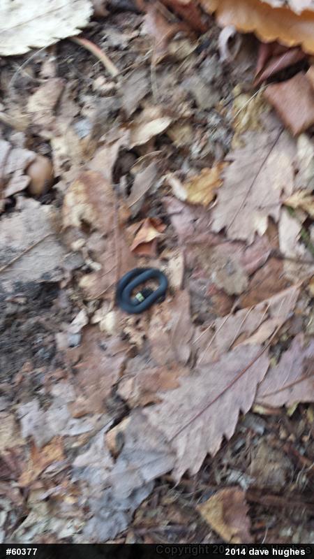 Northern Ring-necked Snake