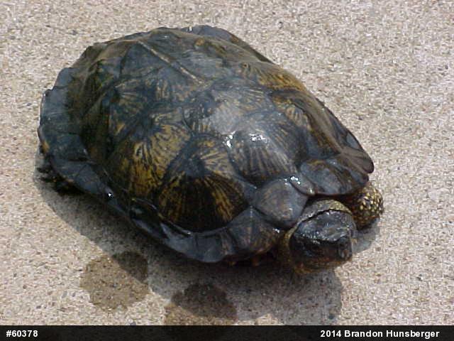 Wood Turtle