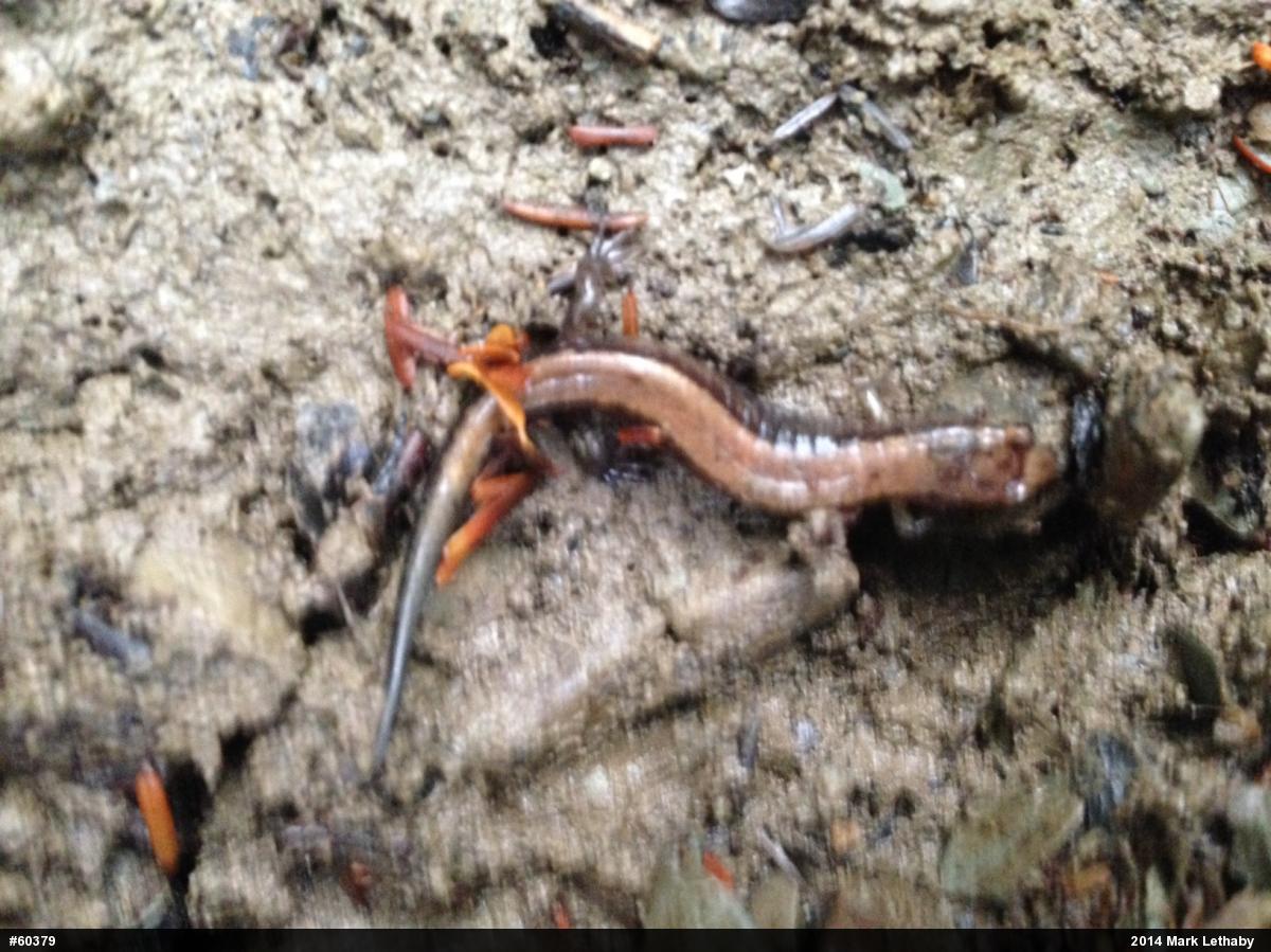 Allegheny Mountain Dusky Salamander