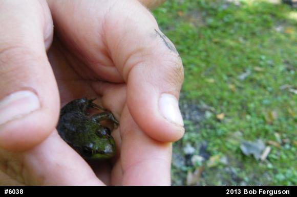 Green Frog