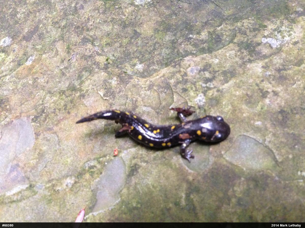 Spotted Salamander