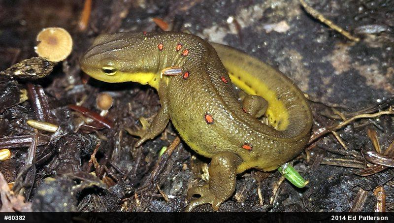 Red-spotted Newt