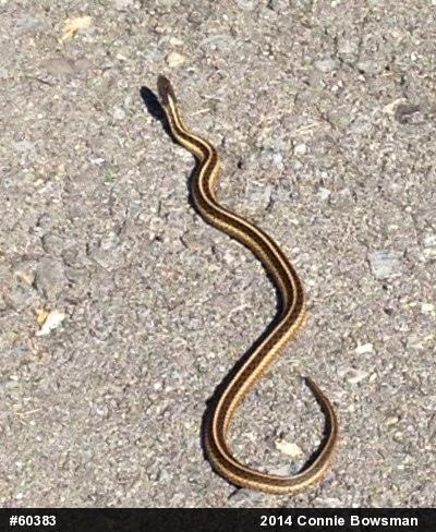 Eastern Gartersnake