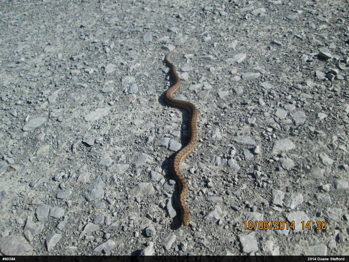 Eastern Gartersnake