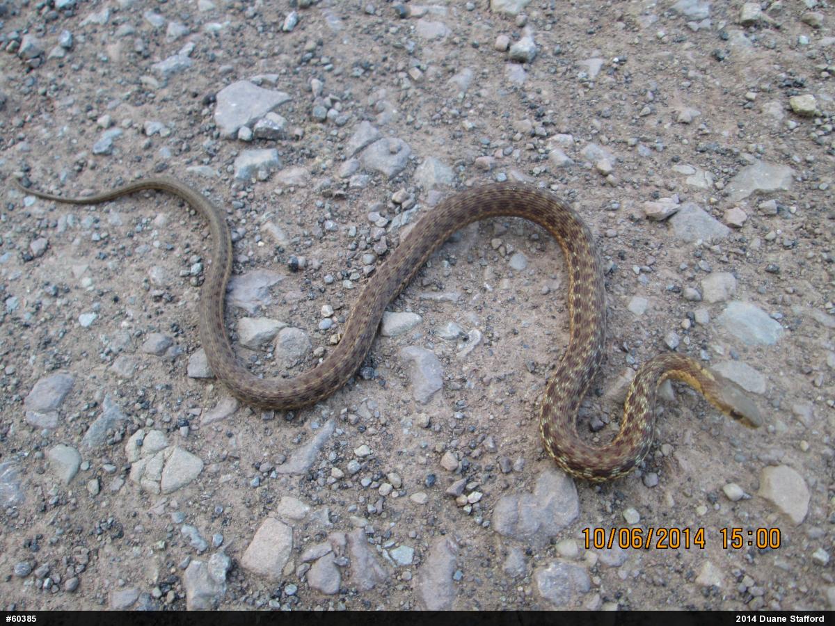 Eastern Gartersnake