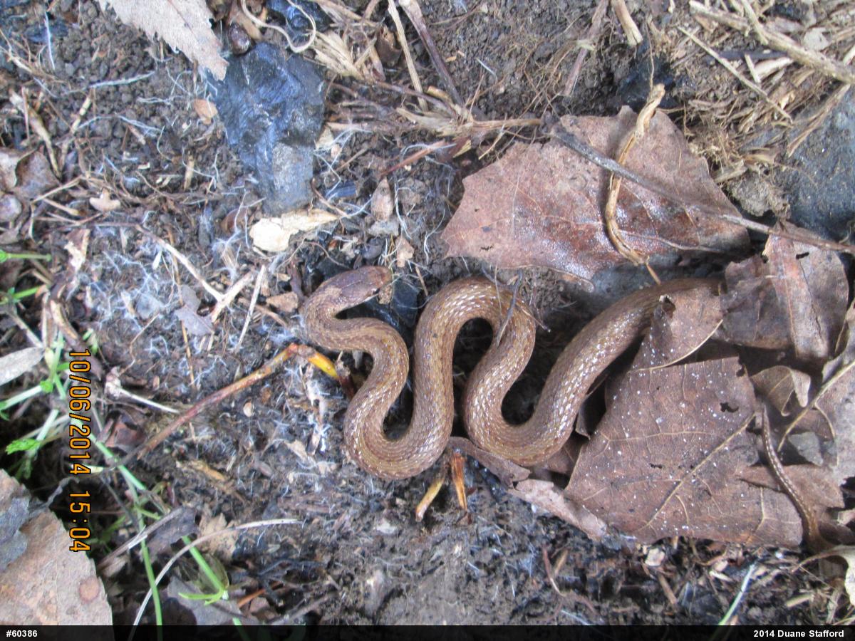 Red-bellied Snake