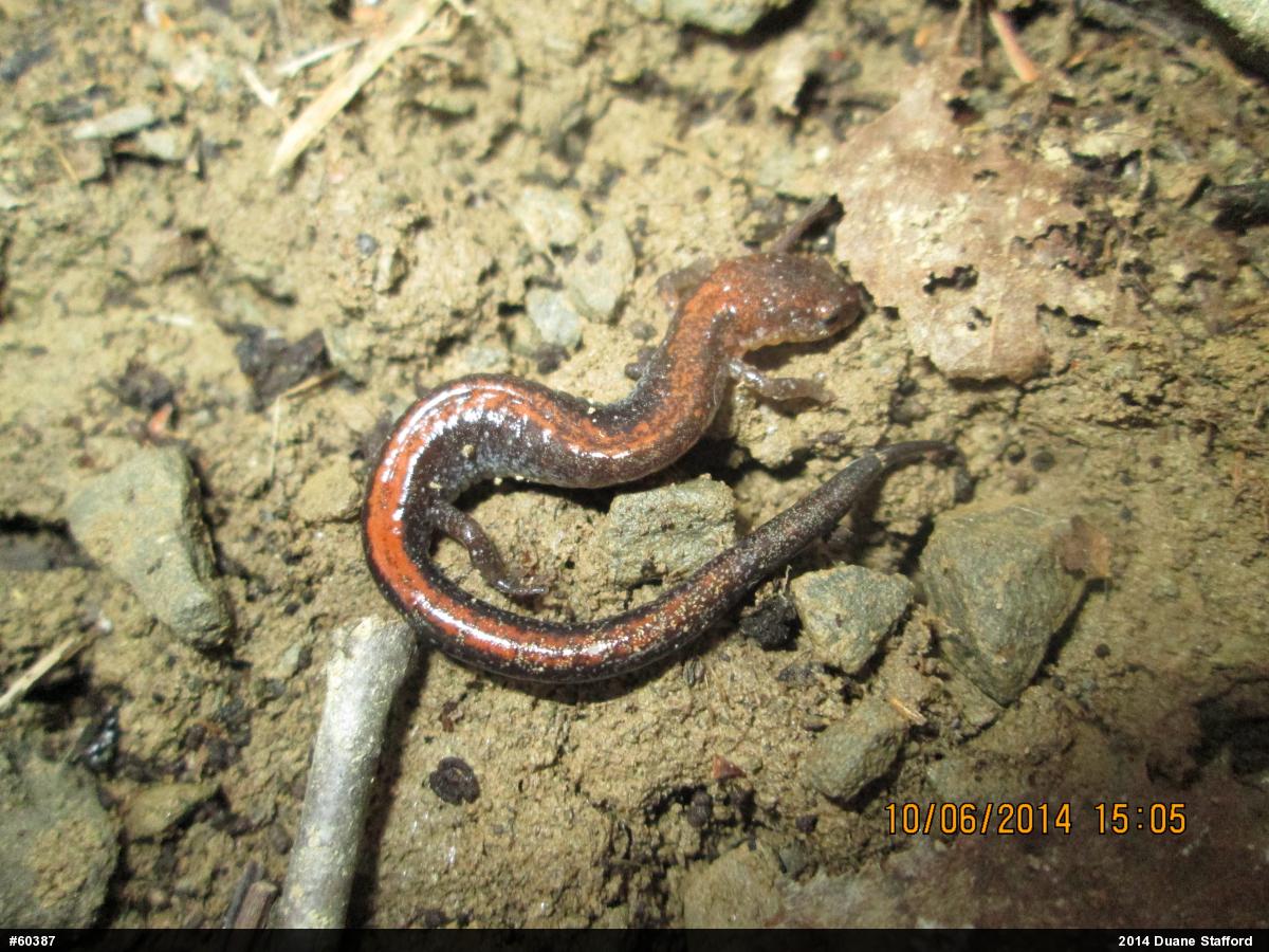 Eastern Red-backed  Salamander